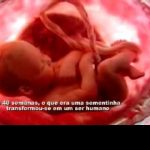 Desenvolvimento do feto