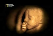 No ventre materno - 6º mês de gestação