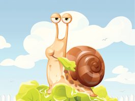 O caracol e a roseira