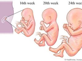 2º trimestre do desenvolvimento fetal