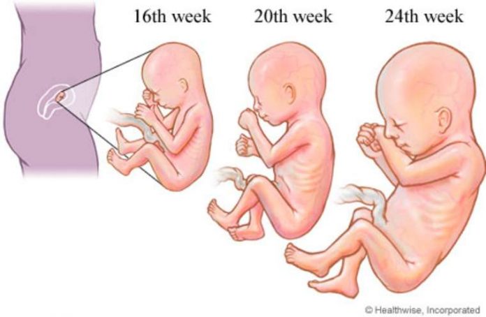 2º trimestre do desenvolvimento fetal