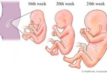 2º trimestre do desenvolvimento fetal