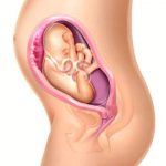 6º mês da gestação - 22 à 26 semanas de gravidez