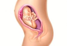 6º mês da gestação - 22 à 26 semanas de gravidez