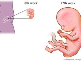 1º trimestre do desenvolvimento fetal