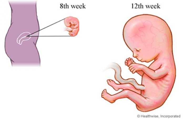 1º trimestre do desenvolvimento fetal