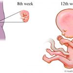 1º trimestre do desenvolvimento fetal