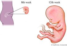 1º trimestre do desenvolvimento fetal