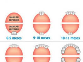 O meu filho tem febre por causa dos dentinhos?