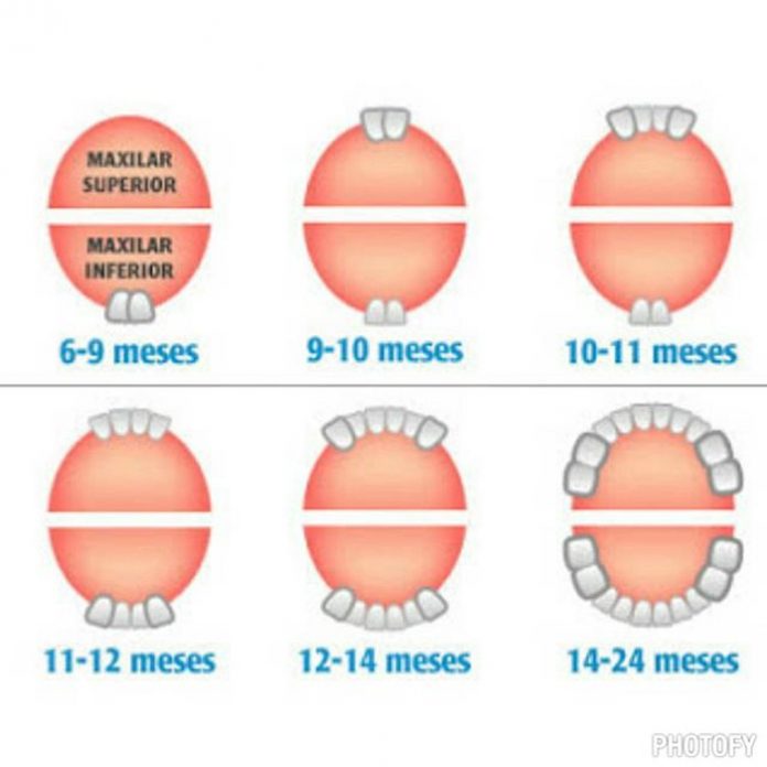 O meu filho tem febre por causa dos dentinhos?