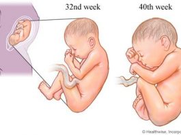 O 3º trimestre do desenvolvimento fetal