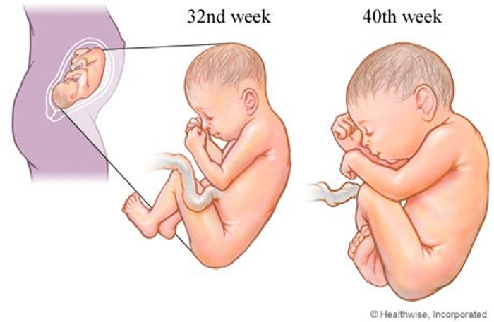 O 3º trimestre do desenvolvimento fetal