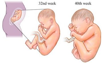 O 3º trimestre do desenvolvimento fetal