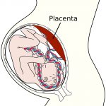 A placenta