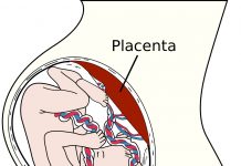 A placenta