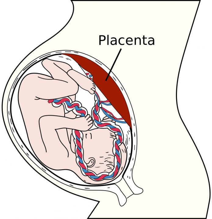 A placenta