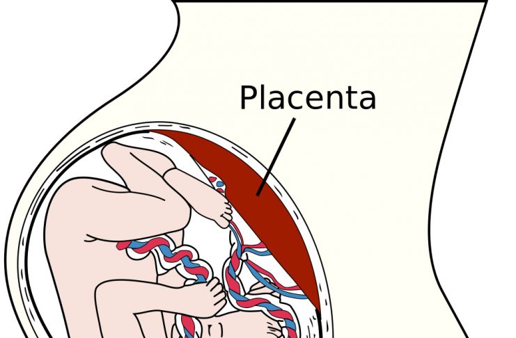 A placenta